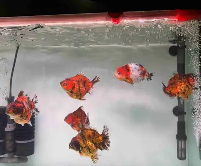 ranchu and oranda, View more
