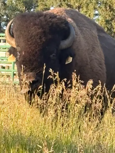 Picture for attention. Selling young bison halves by Hot Hanging Weight. Will be processed at Meat C...