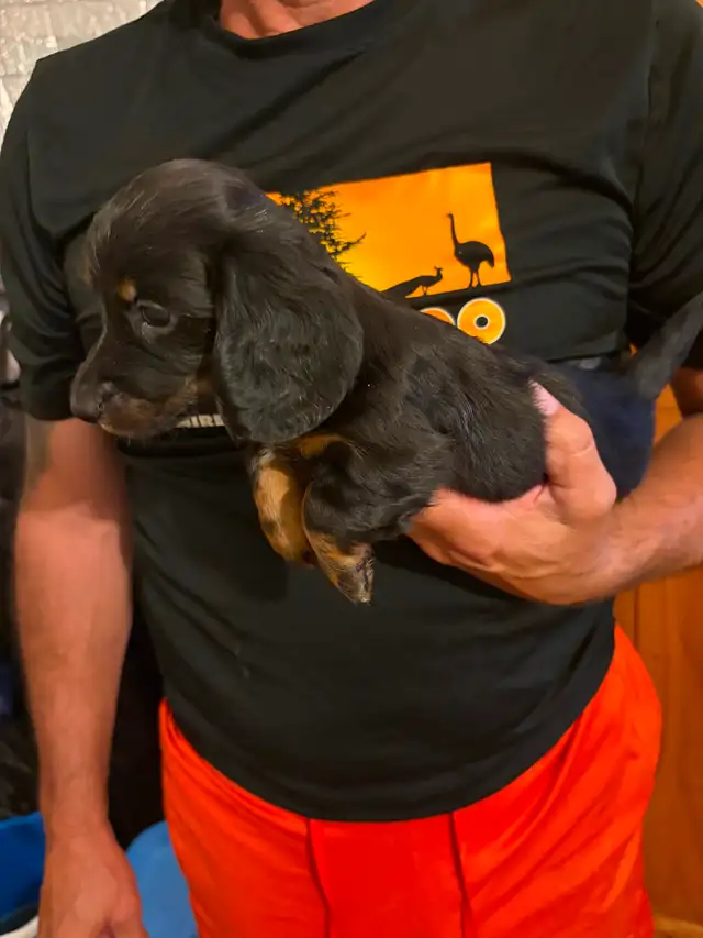 Teckel miniature poil long in Dogs & Puppies for Rehoming in Trois-Rivières - Image 5