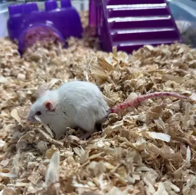 Cute baby mouse needs a second chance, View more