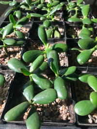 Plante succulente d'intérieur : Arbre de Jade
