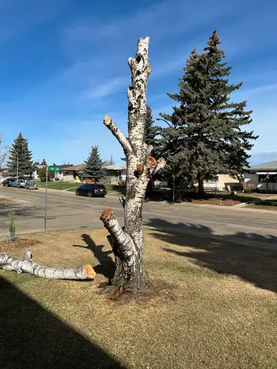 Free Birch Firewood, View more