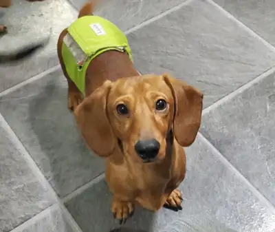 Miniature Dachshund, View more