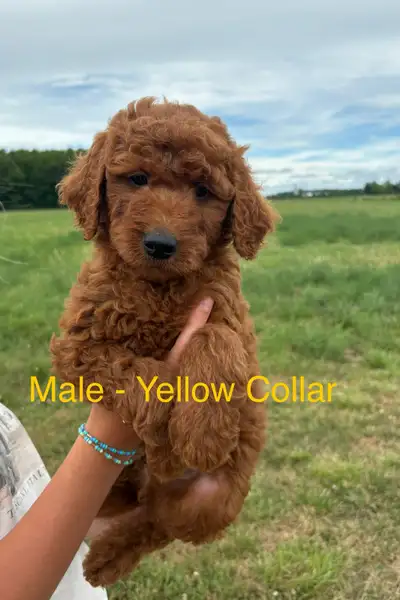 F1b Goldendoodle Puppies, View more