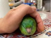 Lineolated parakeet or Linnie ( 4months old, handtamed)