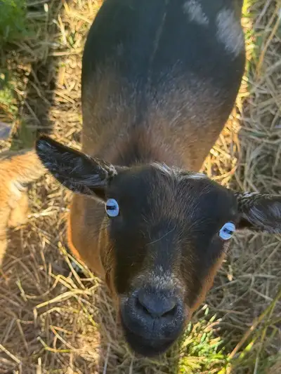 Nigerian dwarf goats, View more
