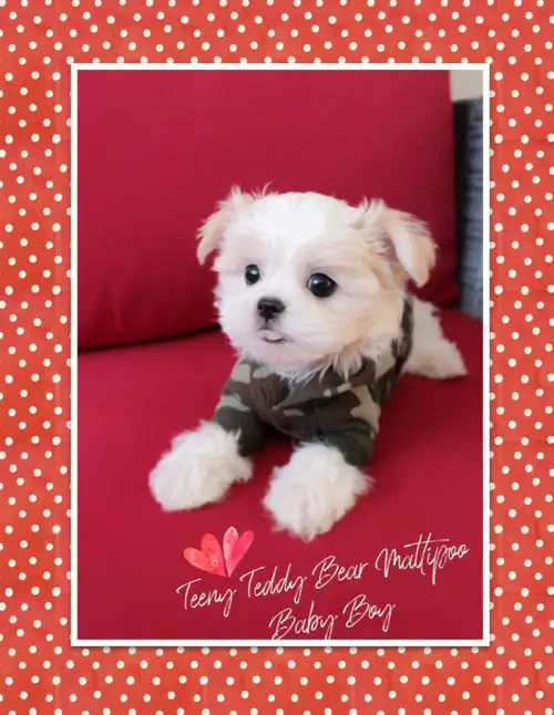 ❤️ Welcome to Teddy Bear Babies! ❤️ WE ARE LOCAL! Maltipoos and Occasionally Morkies ⭐️ Adoption Fee...