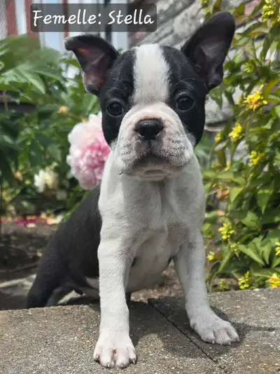 Magnifiques Boston Terrier! Prêts à quitter maintenant!, View more