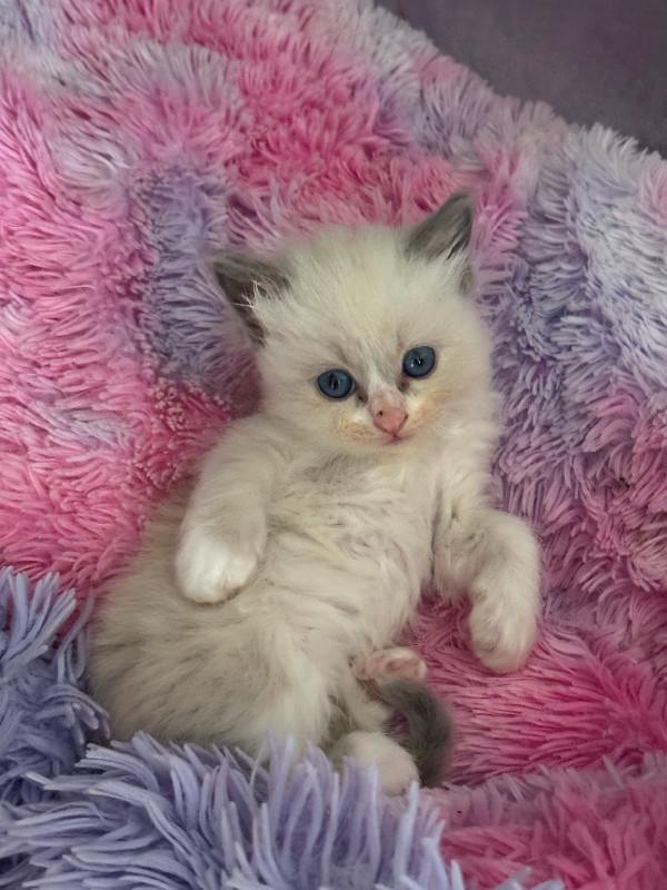 ragdoll kittens ready to reserve in Cats & Kittens for Rehoming in Richmond - Image 2