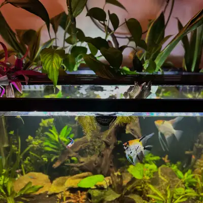 Freshwater Aquarium Aquascaping / Rescaping, View more