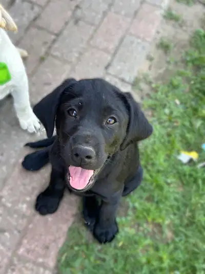 Purebred Lab puppies, View more
