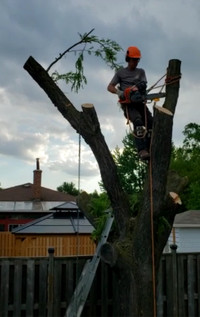 Professional Tree Removal & Pruning - HTC Contracting 