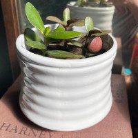 Jade Cuttings in a Modern Ceramic Vase