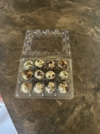 I'm selling hatching eggs from coturnix quail. They have a good temperament and are excellent egg pr...
