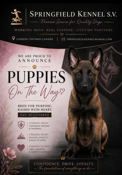 CKC Reg Dark Malinois puppies for Sale (On Parle Le Francais), View more