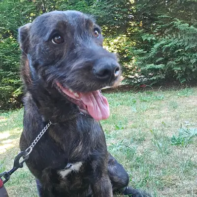 8 month old puppy for rehome, View more