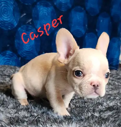 3 puppies and 1 adult purebred French Bulldogs CKC registered, View more