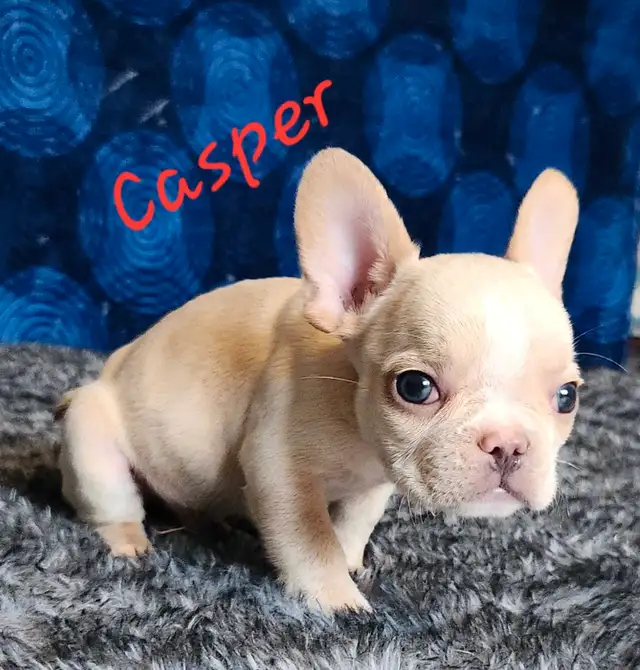 3 puppies and 1 adult purebred French Bulldogs CKC registered in Dogs & Puppies for Rehoming in Laval / North Shore - Image 2