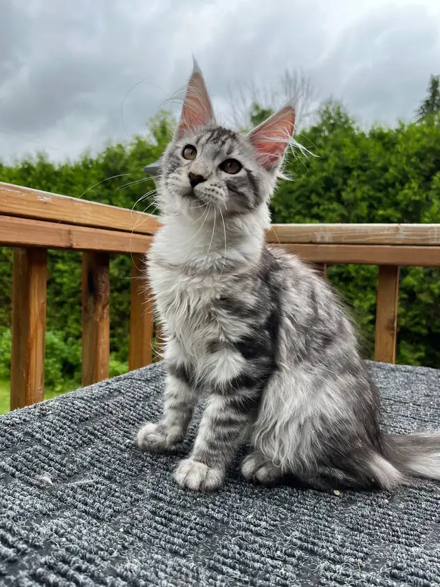mainecoon in Cats & Kittens for Rehoming in City of Montréal - Image 9