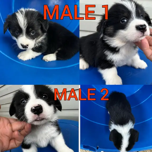 Fluffy Pembroke Welsh Corgi Puppies (2 litters) in Dogs & Puppies for Rehoming in Edmonton - Image 9