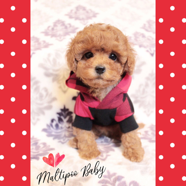 ❤️ TEDDY BEARS ❤️ READY TODAY ❤️ Doll Face Maltipoo Babies ❤️❤️ in Dogs & Puppies for Rehoming in Victoria - Image 4