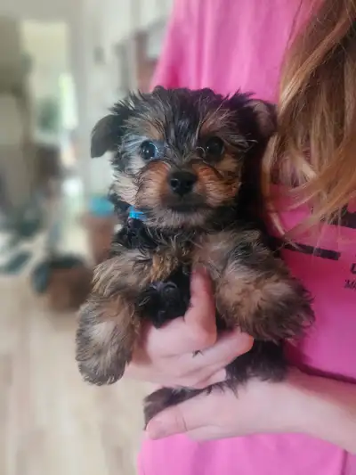 Adorable Yorkie Puppy * ready for his furever home*