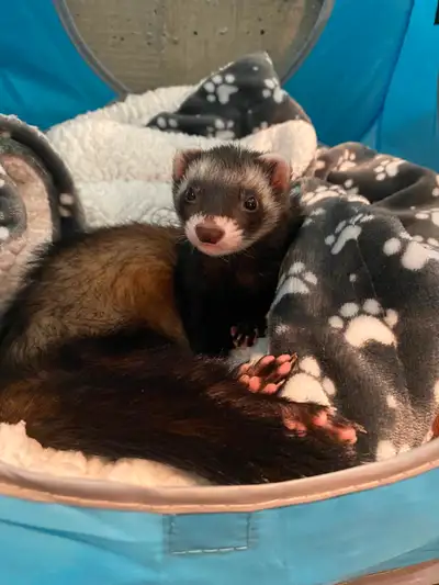 Female Ferret, View more