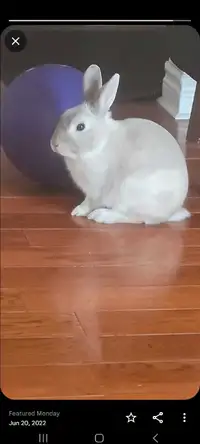 Rabbit for adoption