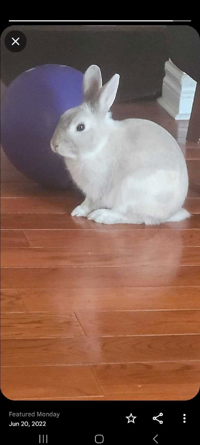 Rabbit for adoption in Other Pets for Rehoming in Mississauga / Peel Region