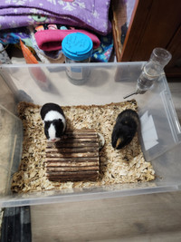 2 female guinea pigs- 4.5 months old