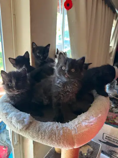 Kittens for sale, View more
