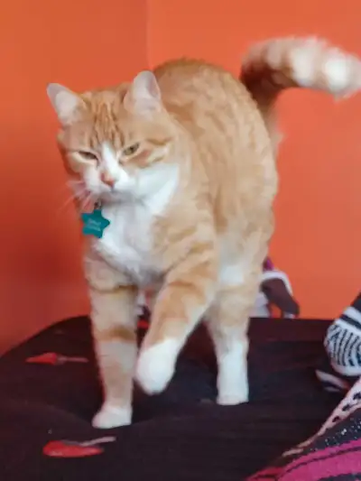 cat (5y) for re-homing (urgent), View more