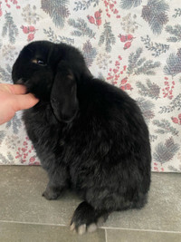 Pedigreed Holland Lop Buck for sale
