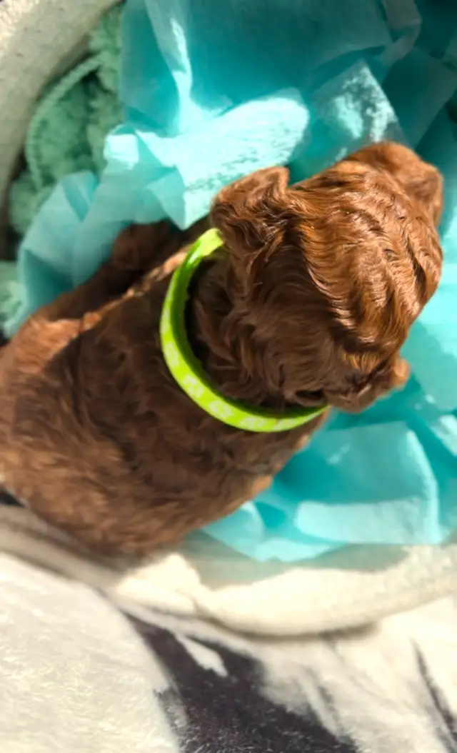 Adorable Red Toy Poodle Puppies in Dogs & Puppies for Rehoming in Hamilton - Image 6