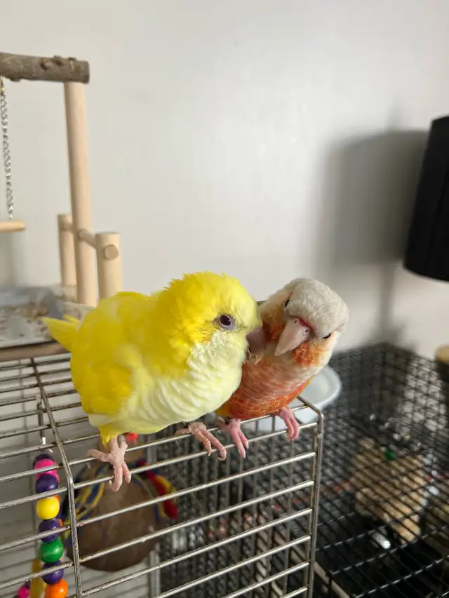Bonded Pair for Rehoming – Pineapple Conure & Lutino Quaker in Birds for Rehoming in Delta/Surrey/Langley - Image 11