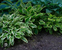 Hostas plants large or small, different shades, $5 & up