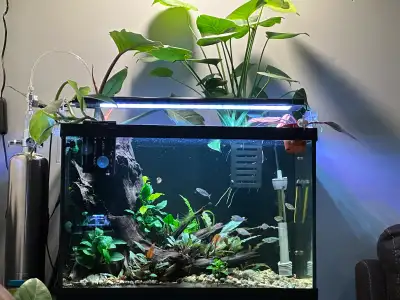 Recently taken this tank down, will sell jjst the tank and light for 100$ Plants/ drift wood and sca...