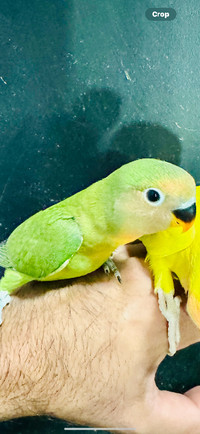 Lovebird fisher for sale in BC