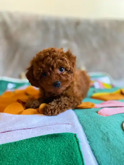 red toy poodle puppy girl, View more