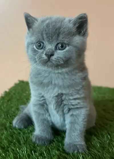 Adorable pure bred british short kittens, View more
