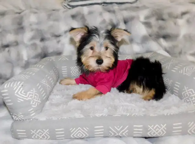 Tiny Toy Yorkie terrier puppy in Dogs & Puppies for Rehoming in City of Toronto - Image 7
