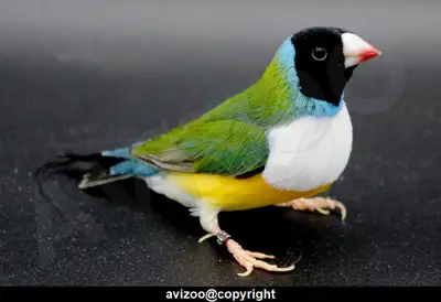 DIAMANT DE GOULD M/F DISPONIBLES, View more