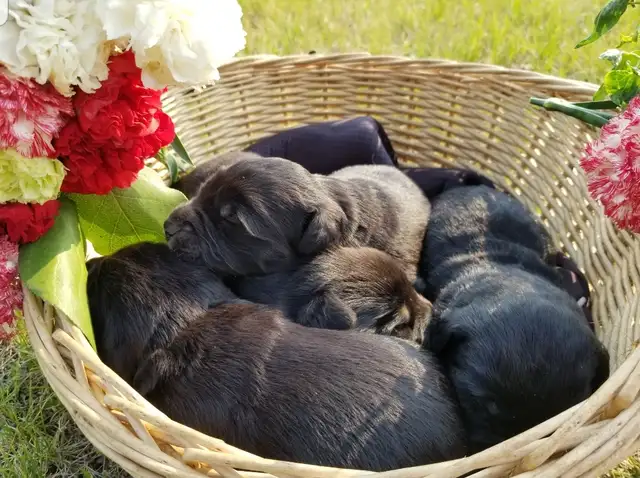 Lovely Golden Labrador Retriever Puppies in Dogs & Puppies for Rehoming in Winnipeg - Image 4