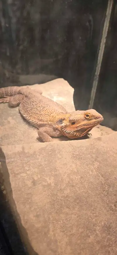 Bearded Dragon, View more