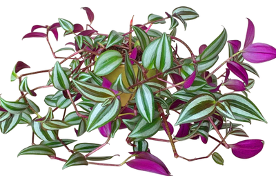 Tradescantia Zebrina plant in a beautiful golden planter., View more