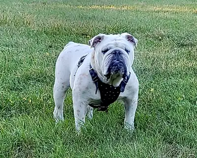 Pure bred English bulldog needs a good home, View more