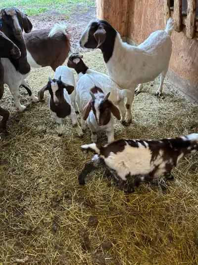 boer goats, View more