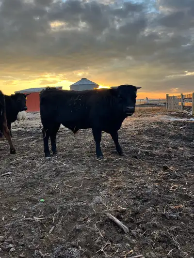 Dexter/Angus calf, View more