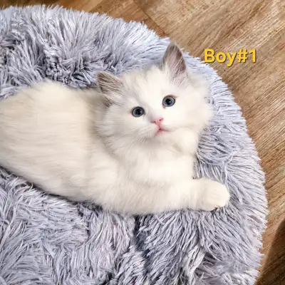 TICA/CFA Purebred Ragdoll kittens - Ready July 25th, View more