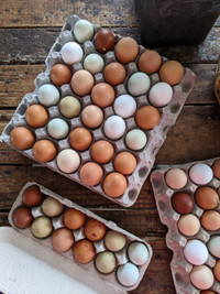 Organic fed, free-range farm fresh eggs